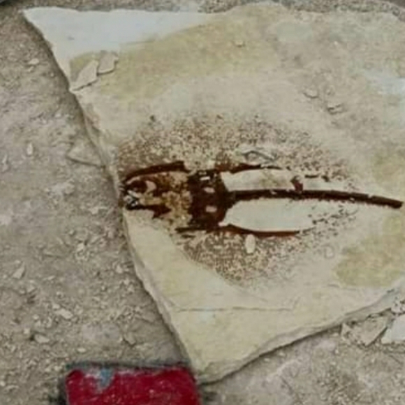 Meet your Posher - Picture 3 of 4